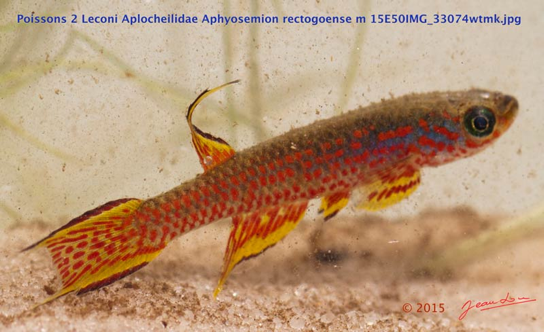 Poissons-2-Leconi-Aplocheilidae-Aphyosemion-rectogoense-m-15E50IMG_33074wtmk-Web